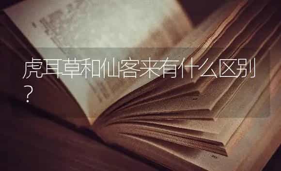 虎耳草和仙客来有什么区别? | 植物问答
