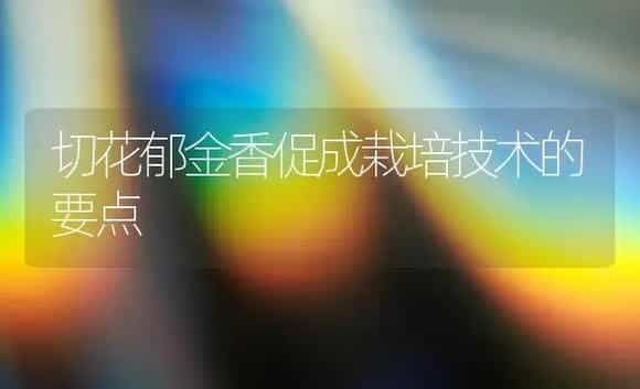 切花郁金香促成栽培技术的要点 | 植物科普