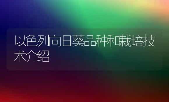 以色列向日葵品种和栽培技术介绍 | 植物科普