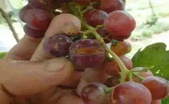 葡萄缺钙的症状有哪些