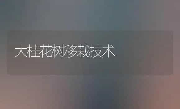 大桂花树移栽技术 | 植物科普