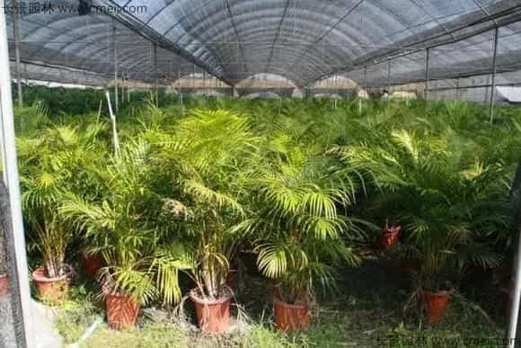 散尾葵开的花籽怎么种？