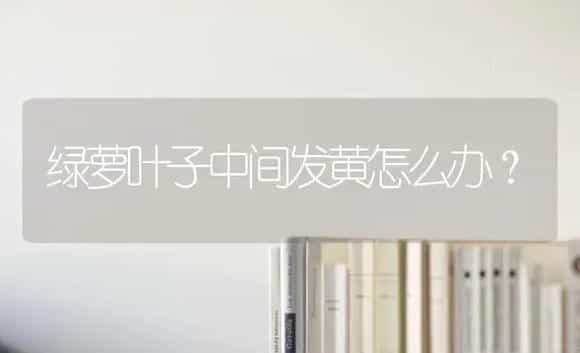 绿萝叶子中间发黄怎么办？ | 植物问答