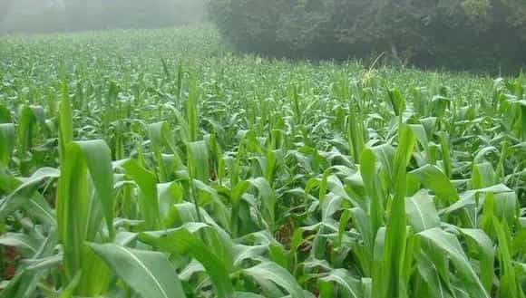 2018种玉米赚钱吗?玉米种植的利润与投资成本及前景预测