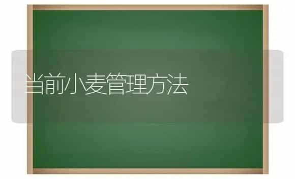 当前小麦管理方法 | 植物科普