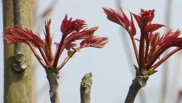 香椿科学种植技术