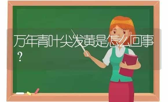 万年青叶尖发黄是怎么回事？ | 植物问答