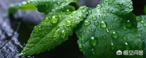 卫生间里适合养哪些植物？