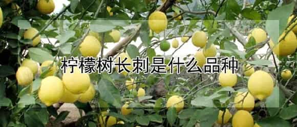 柠檬树长刺是什么品种