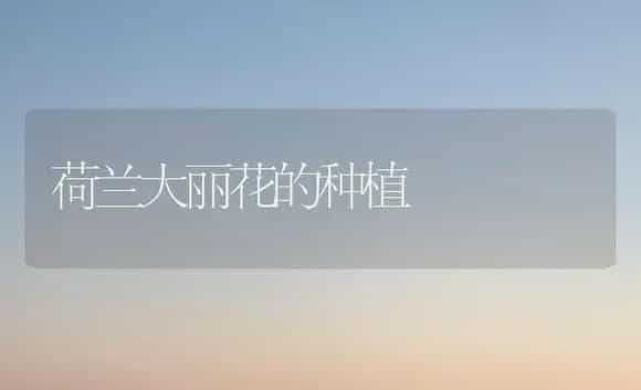 荷兰大丽花的种植 | 植物科普