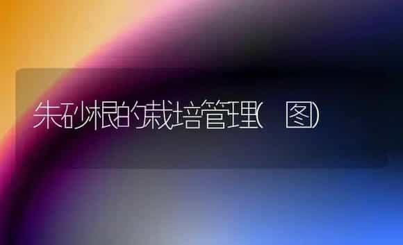 朱砂根的栽培管理(图) | 植物科普