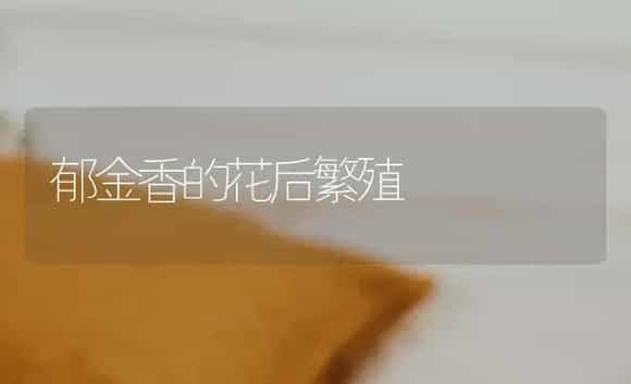 郁金香的花后繁殖 | 植物科普