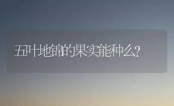 五叶地锦的果实能种么？ | 植物问答