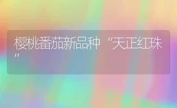 樱桃番茄新品种“天正红珠” | 植物科普