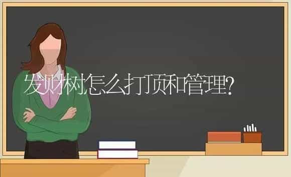 盆栽澳洲杉叶子暗淡发黄有干枯死的趋势怎么办？ | 植物问答