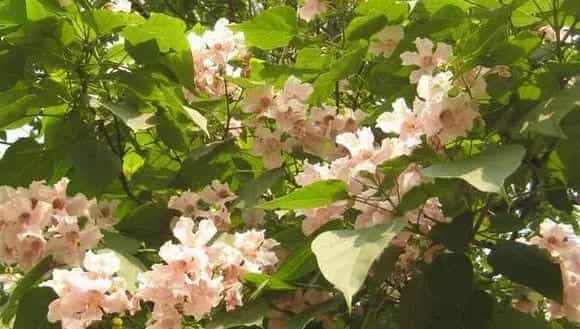 楸树怎么种 楸树种植方法与注意事项