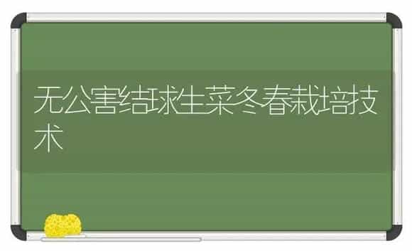 无公害结球生菜冬春栽培技术 | 植物科普