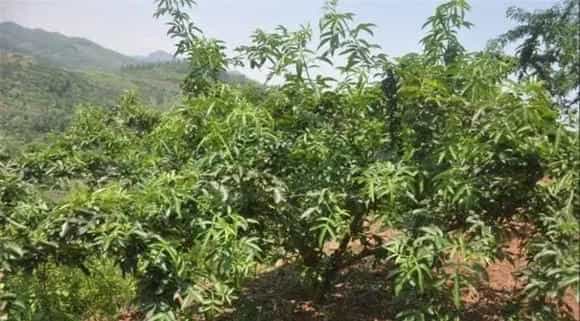 藤椒种植的注意事项
