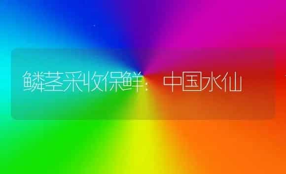 鳞茎采收保鲜：中国水仙 | 植物科普