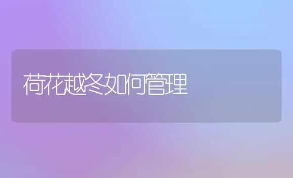 荷花越冬如何管理 | 植物科普
