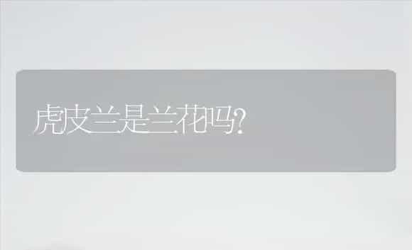 虎皮兰是兰花吗？ | 植物问答