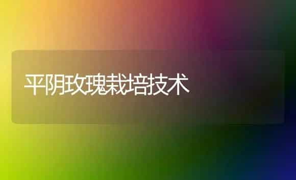 平阴玫瑰栽培技术 | 植物科普
