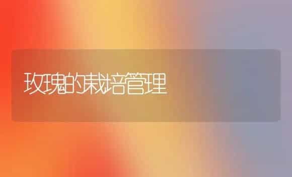 玫瑰的栽培管理 | 植物科普