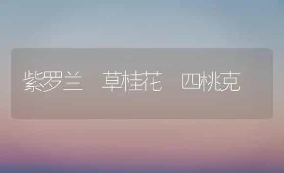 紫罗兰 草桂花 四桃克 | 植物科普