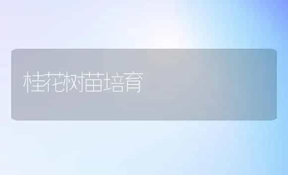 桂花树苗培育 | 植物科普