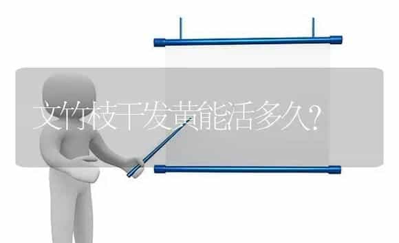 文竹枝干发黄能活多久？ | 植物问答