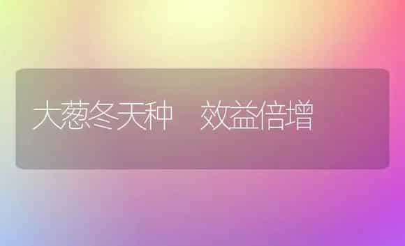 大葱冬天种 效益倍增 | 植物科普