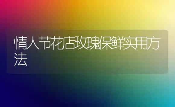 情人节花店玫瑰保鲜实用方法 | 植物科普