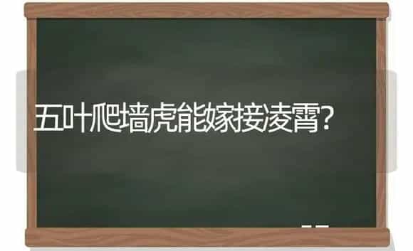 五叶爬墙虎能嫁接凌霄？ | 植物问答