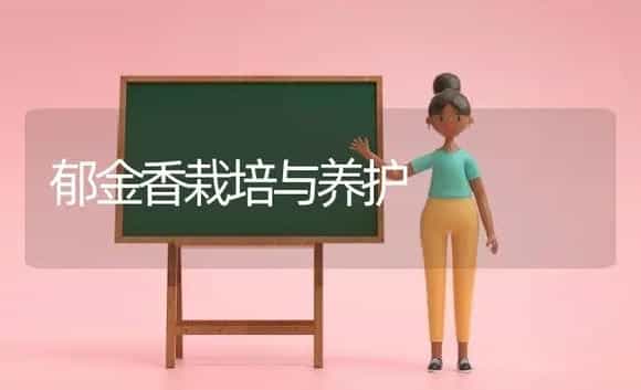 郁金香栽培与养护 | 植物科普