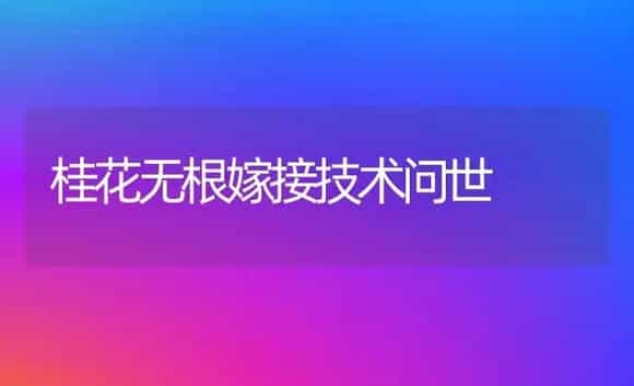 桂花无根嫁接技术问世 | 植物科普