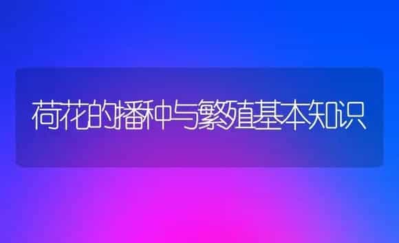 荷花的播种与繁殖基本知识 | 植物科普