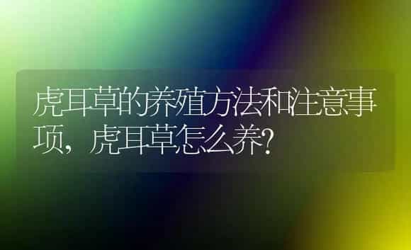 虎耳草的养殖方法和注意事项,虎耳草怎么养? | 植物问答