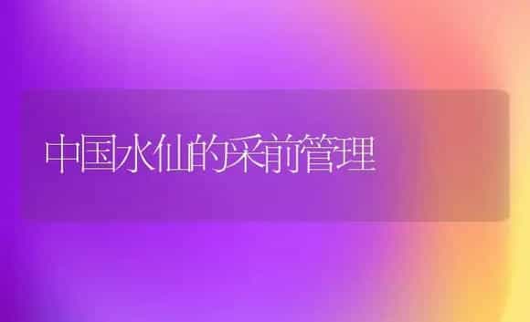 中国水仙的采前管理 | 植物科普