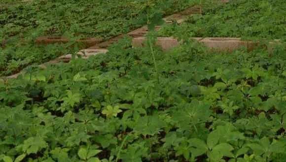 重楼种植条件 重楼人工种植方法