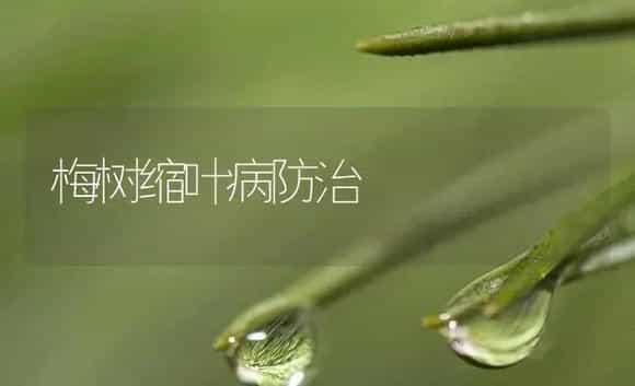 梅树缩叶病防治 | 植物病虫害