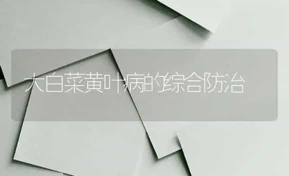 大白菜黄叶病的综合防治 | 植物病虫害