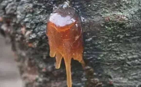 花椒常见病虫害防治措施