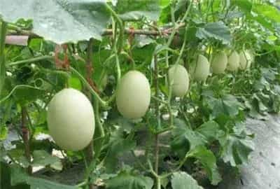 反季节甜瓜在种植技术方面应小心什么？