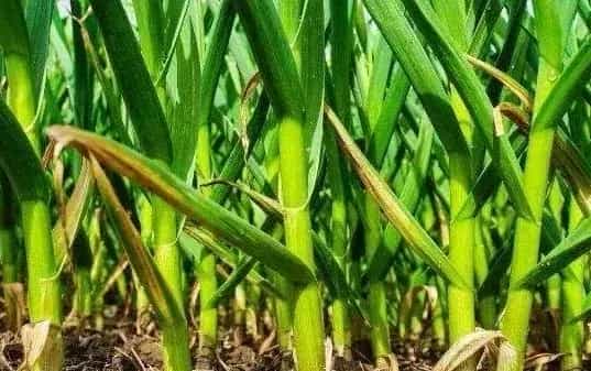 大蒜叶面有黑斑是什么病?如何防治用什么药