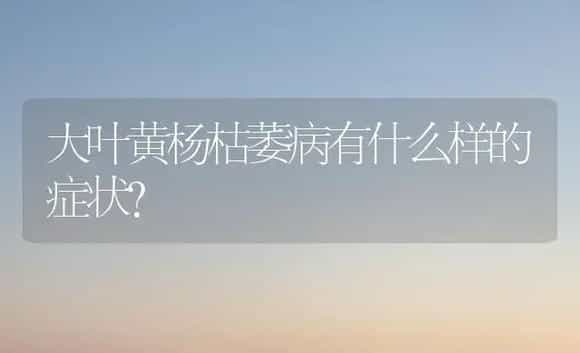大叶黄杨枯萎病有什么样的症状？ | 植物病虫害