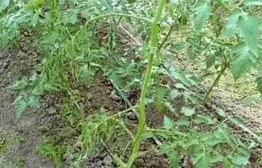 蔬菜青枯病和蔓枯病的用药方案