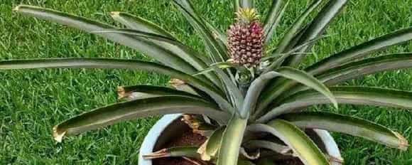 盆栽菠萝怎么浇水施肥
