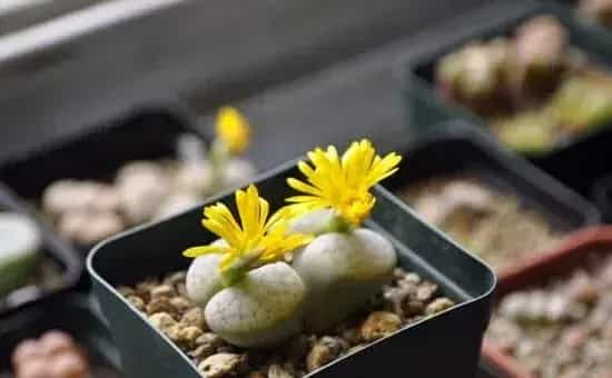 生石花怎么养不徒，保证光照并合理施肥