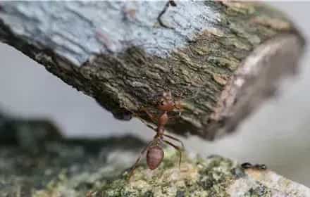红火蚁天敌是什么？怎么消灭用什么药？