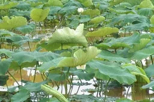 浅水莲藕叶片边缘有褐色斑点,萎蔫并逐渐枯死怎么办?